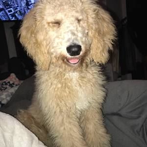 Meet your Posher, Amber